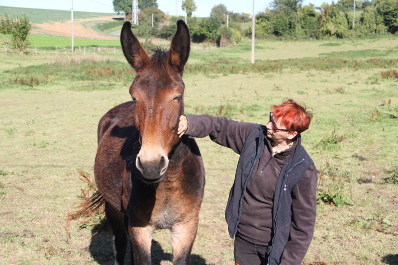 chevaux 3