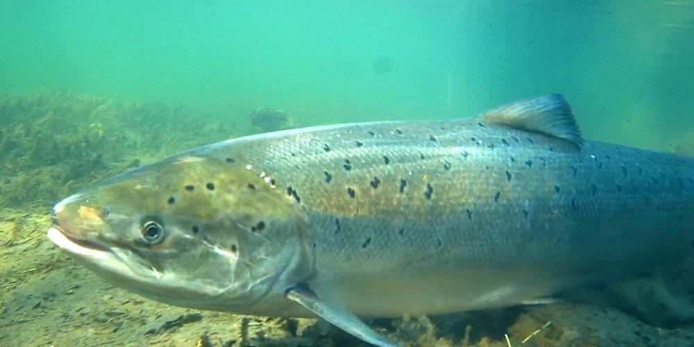 Site du pendu / Passe à poissons