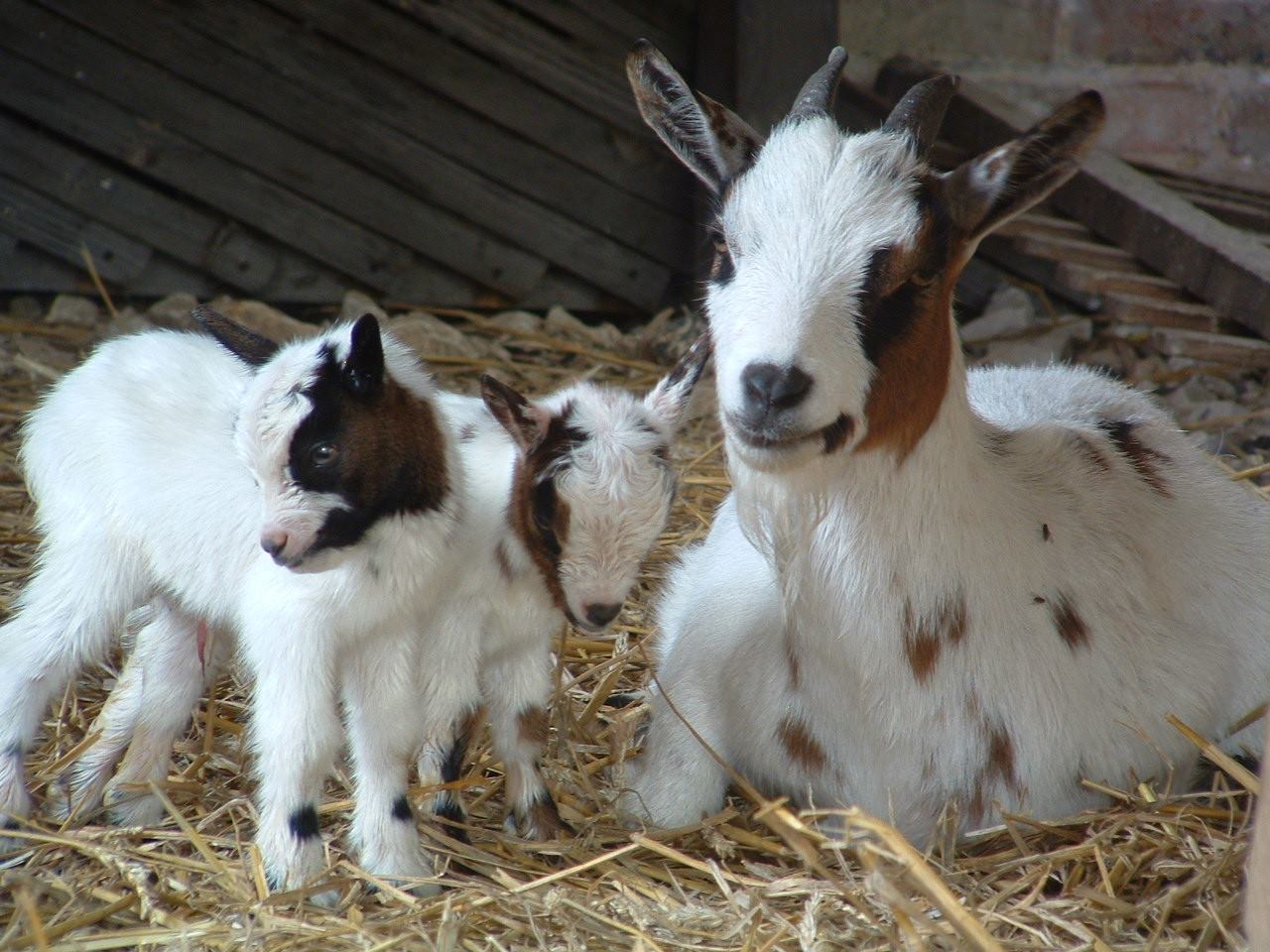 Ferme d'Antan