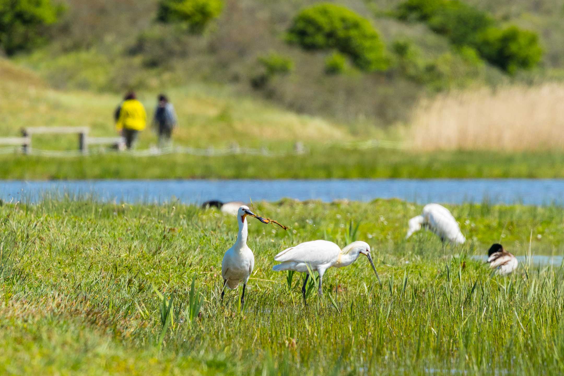 Parc du Marquenterre