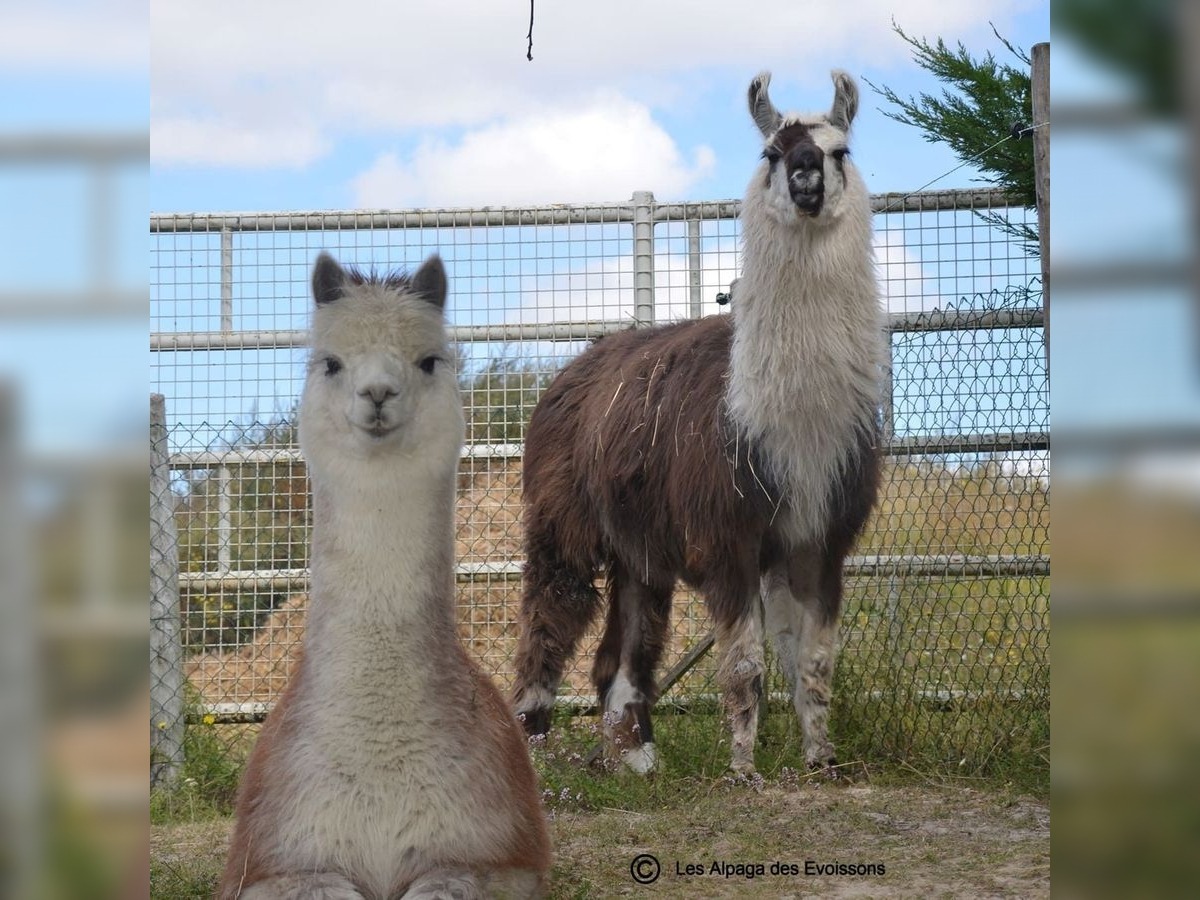 Ferme découverte - Les Alpagas des Évoissons